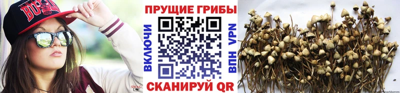 Псилоцибиновые грибы GOLDEN TEACHER  Купить где  Сычёвка 